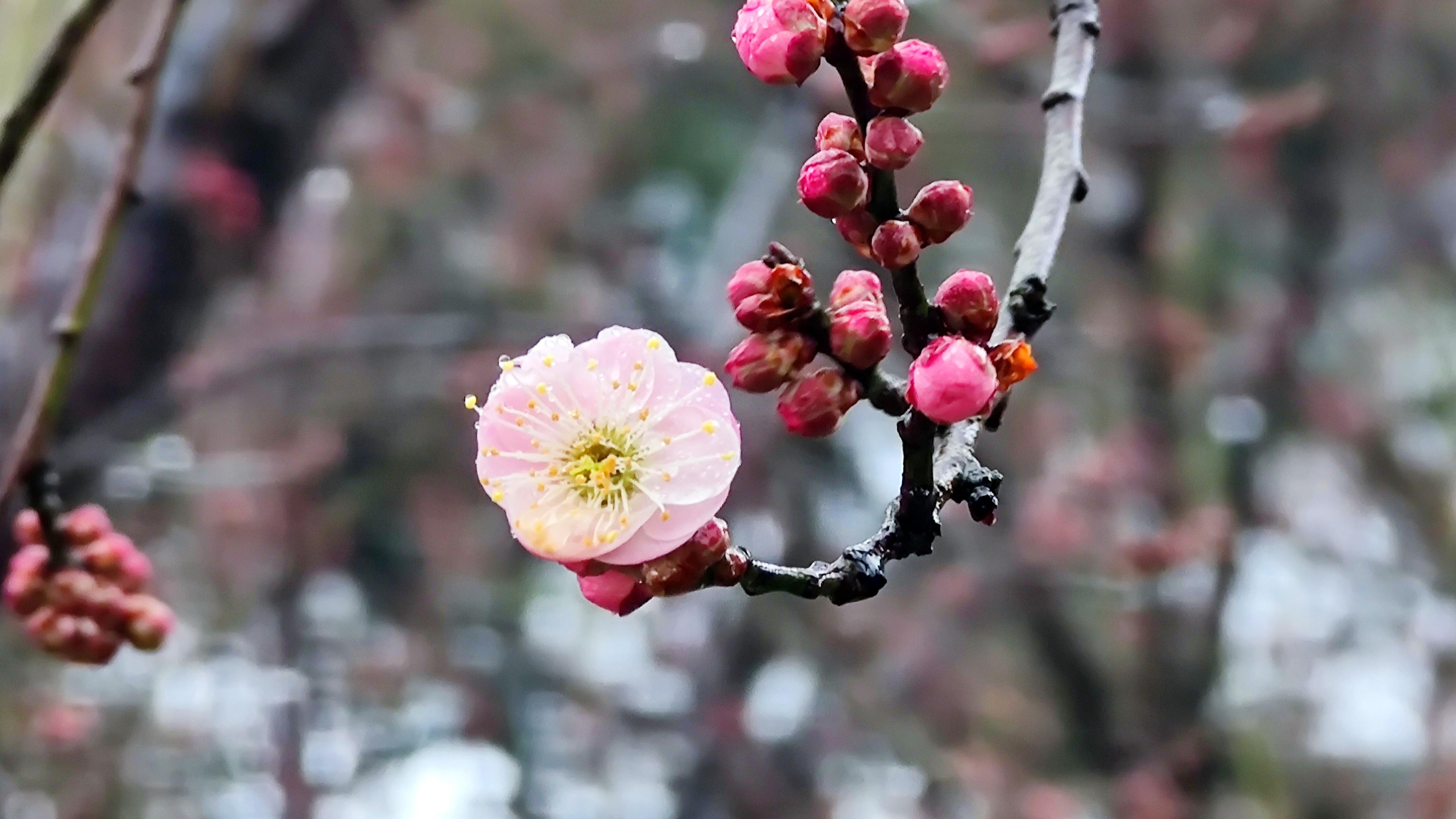 选IMG_5951.JPG